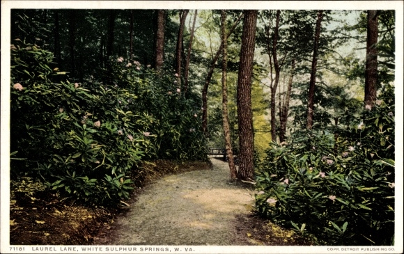 Postcard White Sulphur Springs West Virginia, Laurel Lane