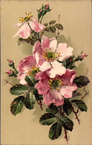 Artist Postcard Klein, Catharina, Dog Roses