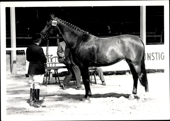 Photo dressage riding, horse, rider
