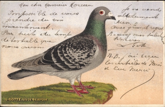 Artist Postcard Taube, bird, animal portrait