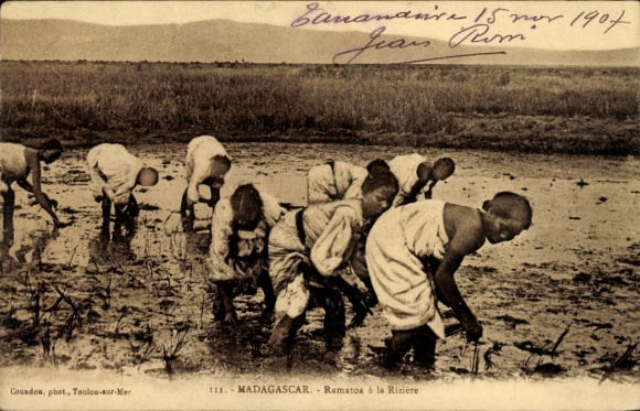 Postcard Madagascar Madagascar, rice cultivation, workers in the field