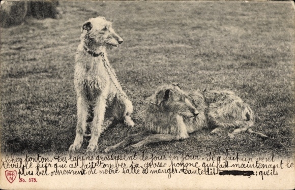Two Greyhounds, Animal portrait