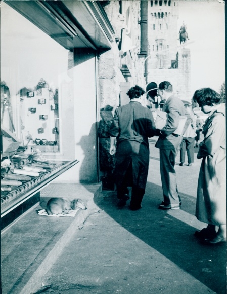 Photo Poor old dog, pity, dog lying in front of a shop window