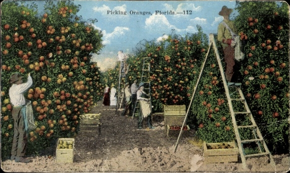 PC Florida USA, Picking Oranges