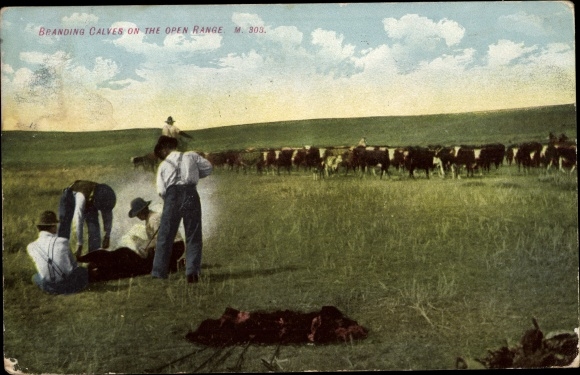 Postcard USA, Branding calves on the open range