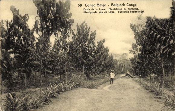 Postcard DR Congo Zaire, Congo Belge, Poste de la Lowa, Plantations de Funtumia
