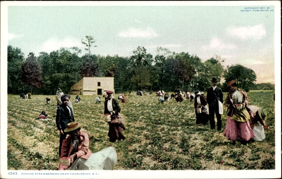 Postcard Charleston South Carolina United States, Picking Strawberries
