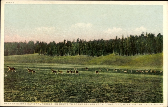 Postcard Utah USA, Kaibab National Forest, Route to the Grand Canyon from Cedar City