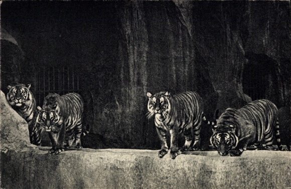 Paris Zoo, A beautiful group of tigers