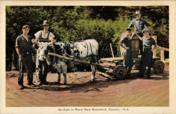Postcard Rural New Brunswick Canada, ox cart
