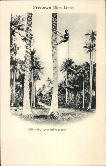 Postcard Freetown Sierra Leone, coconut collector
