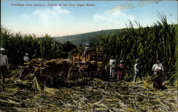 Postcard Jamaica, Take Off the Crop Sugar Estate