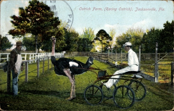 Postcard Jacksonville Florida USA, Ostrich Farm, Ostrich Carriage, Racing Ostrich