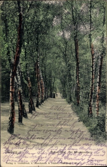 Postcard Hamburg Harburg, Birken-Allee, Schwarzenberg