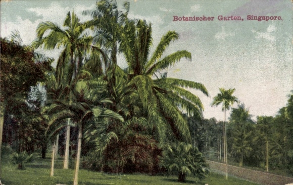 Postcard Singapore Singapore, Botanical Garden, palm trees, lush vegetation