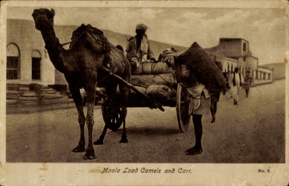 Postcard Aden Yemen, Maala Load Camels and Cart