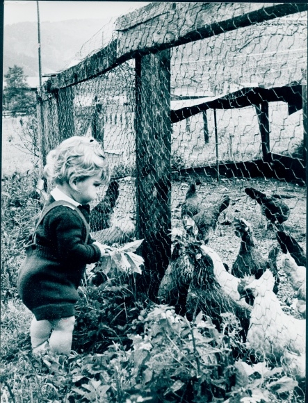 Photo Small gifts maintain friendship, toddler feeds chickens at the fence