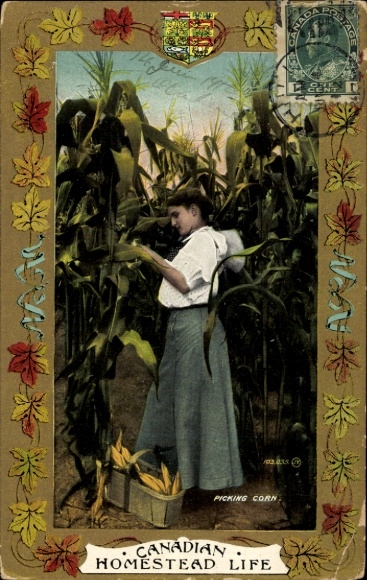 Postcard Canada, woman picking corn, agriculture