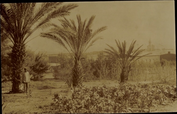 Photo Postcard Windhoek Windhuk Namibia German South West Africa, garden, palm trees