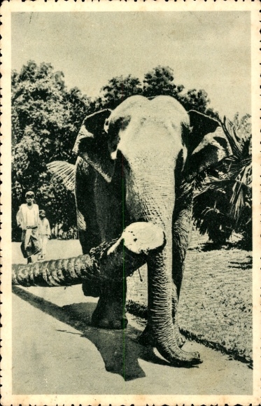 Postcard India, elephant pulling a tree trunk, palm tree, locals