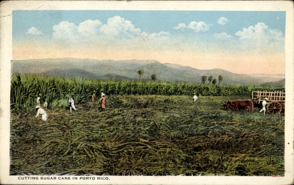 Postcard Puerto Rico, sugar cane harvest, workers