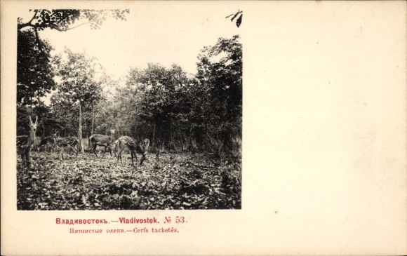 Postcard Vladivostok Russia, Sika deer