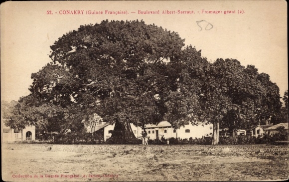 Postcard Conakry Guinea, Boulevard Albert-Sarraut, large tree,