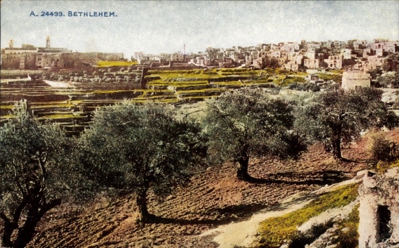 Postcard Bethlehem Palestine, view of green terraced landscape, olive trees, no people