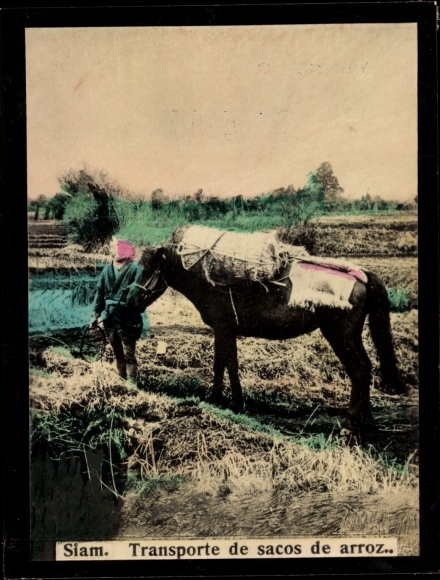 Photo Siam Thailand, Transport of rice bags