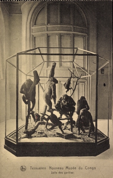 Postcard Tervuren Tervueren Flemish Brabant Flanders, Nouveau musée du Congo, Salle des gorillas
