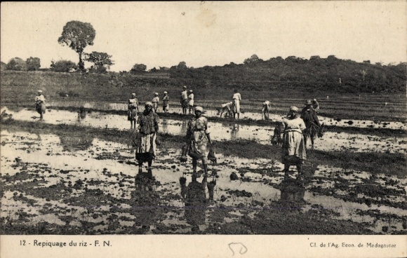 Postcard Madagascar, rice harvest