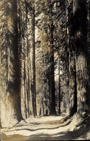 Postcard Canada, forest motif