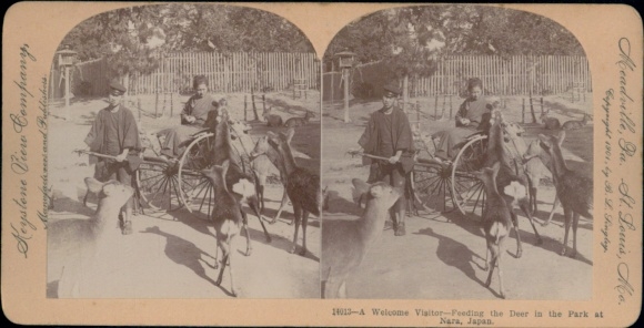 Stereo photo Nara Japan, rickshaw, feeding the deer, Keystone View Company