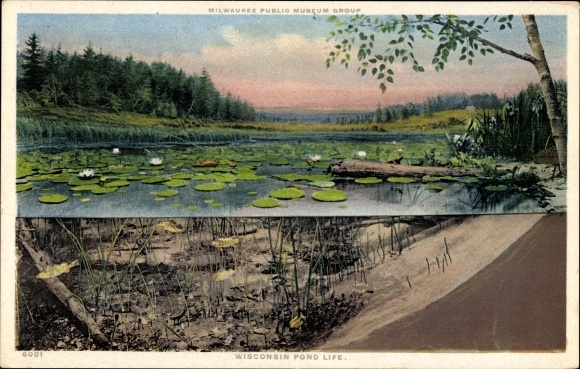 Postcard Wisconsin USA, pond life