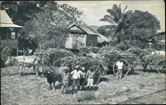 According to Trinidad BWI, Sugar Cane awaiting Transport to the Caroni factory, Zuckerrohr, Ochsenkarren