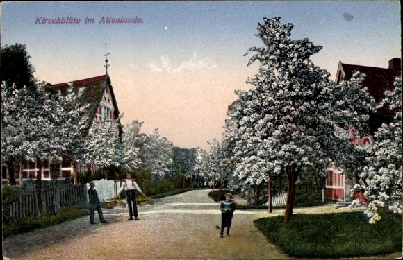 Postcard Hamburg Eimsbüttel Niendorf, Cherry Blossom in the Altenlande
