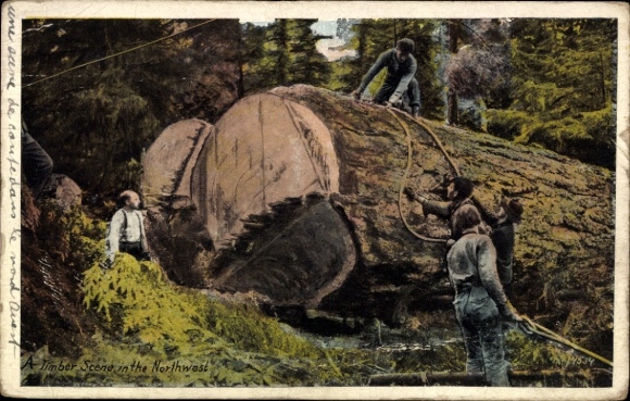 PC USA, A Timber Scene in the Northwest