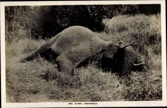 Postcard Zimbabwe, Rhodesia, Elephant Hunt