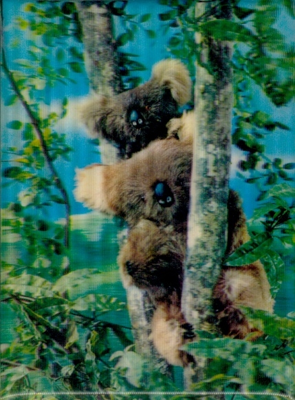 3D Postcard Koalas in a Tree