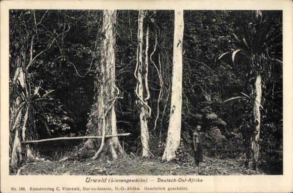 Postcard Deutsch East Africa Tanzania, jungle, liana plant