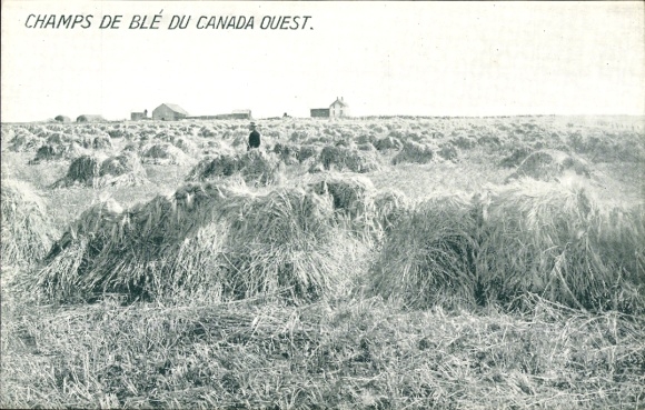 Postcard Canada West, wheat fields