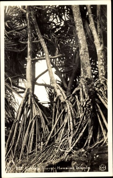 Postcard Hawaii USA, Lauhala Trees