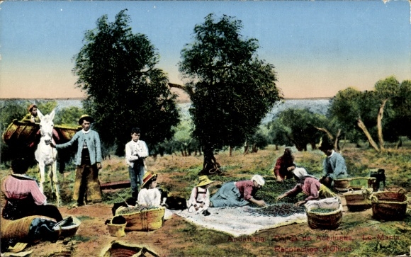 Postcard Sevilla Andalusia, Spanish farmers, harvest, baskets