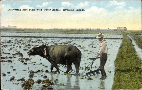 Postcard Hawaii, water buffalo, rice cultivation, rice field