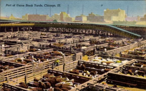 Postcard Chicago Illinois USA, part of the Union Stock Yards, cattle fences, animals, people