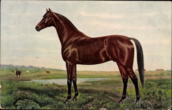 Artist Postcard Volkers, portraits of famous racehorses and breeding horses, Americo, by Stiletto ad Colombia