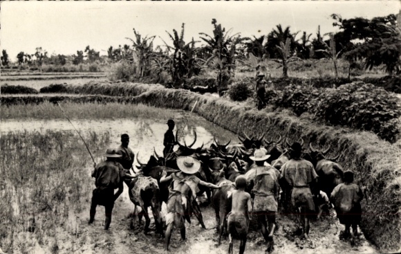 Postcard Madagascar Madagascar, rice field preparation