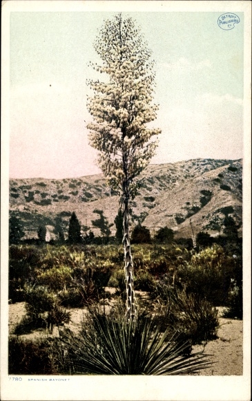 PC New Mexico USA, Spanish bayonet