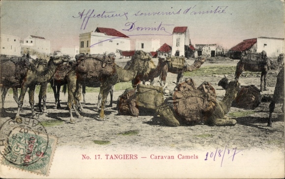 Postcard Tangier Morocco, Caravan Camels, camel caravan