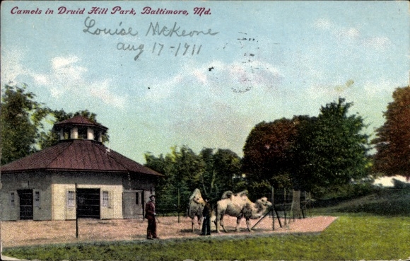 PC Baltimore Maryland USA, Camels in Druid Hill Park